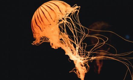 La bioluminescència