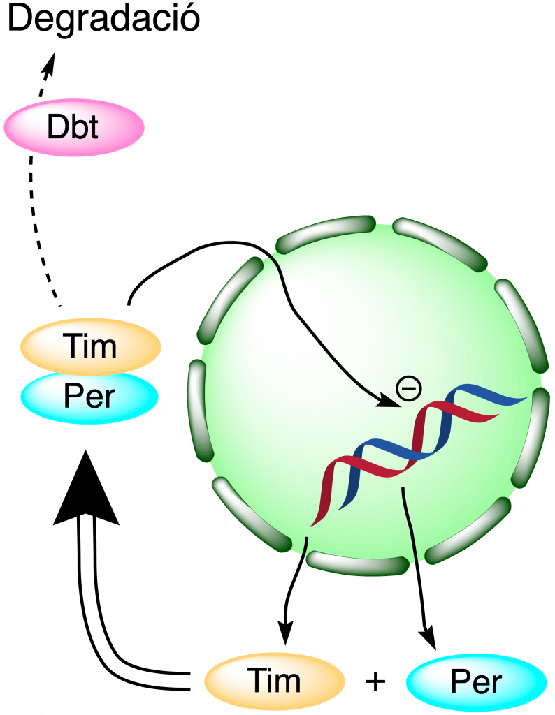 Esquema rellotge