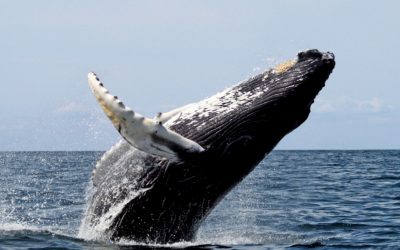Els cetacis: de la terra al mar