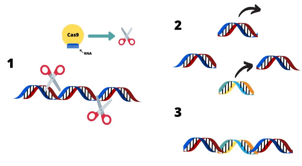 CRISPR/Cas9