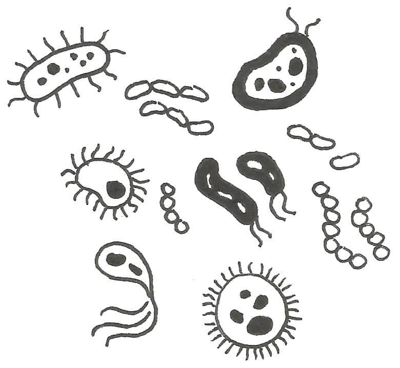 Microbiota