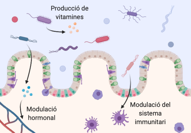 Tub digestiu