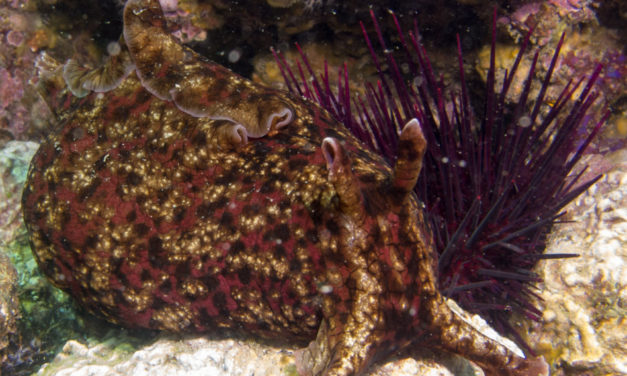 L’aprenentatge: Eric Kandel i les bavoses de mar