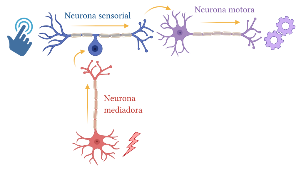 Circuit neuronal