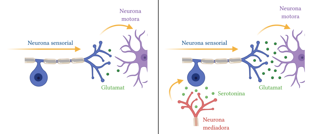 Serotonina