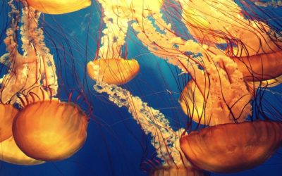 10 preguntes i respostes sobre les meduses
