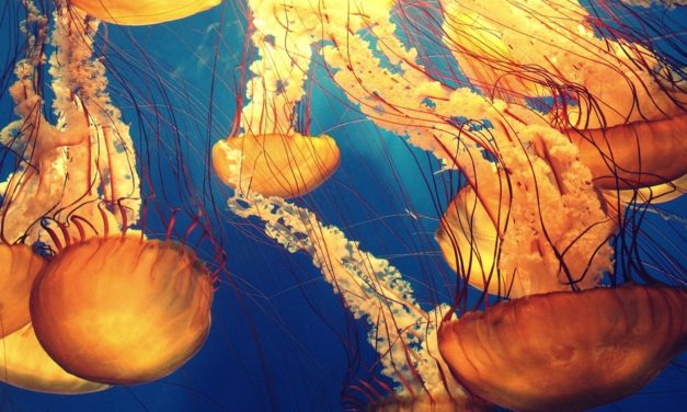 10 preguntes i respostes sobre les meduses