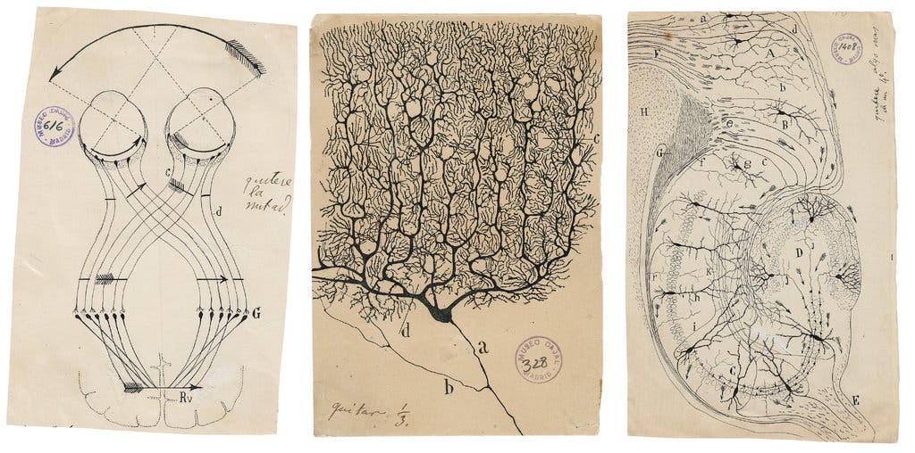 Cajal