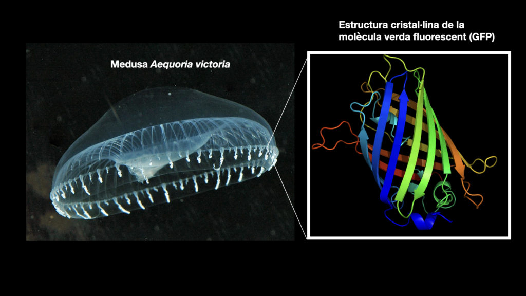 Aequoria victoria