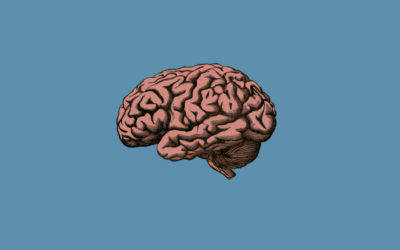 Objectiu: el cervell