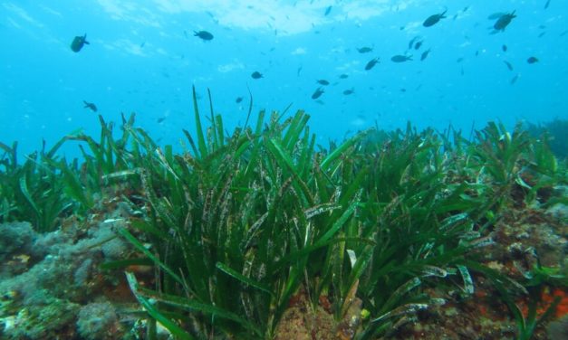 7 coses que no sabies sobre la posidònia