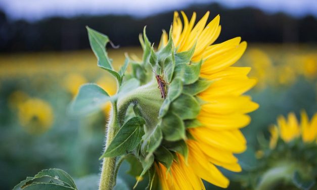 Al bell mig d’un estiu ben calorós