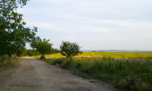 5 voluntariats ambientals pel cap de setmana