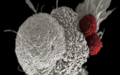 Càncer i immunitat: una relació encara per arreglar