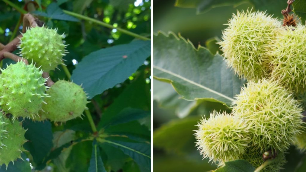 Fruits del castanyer