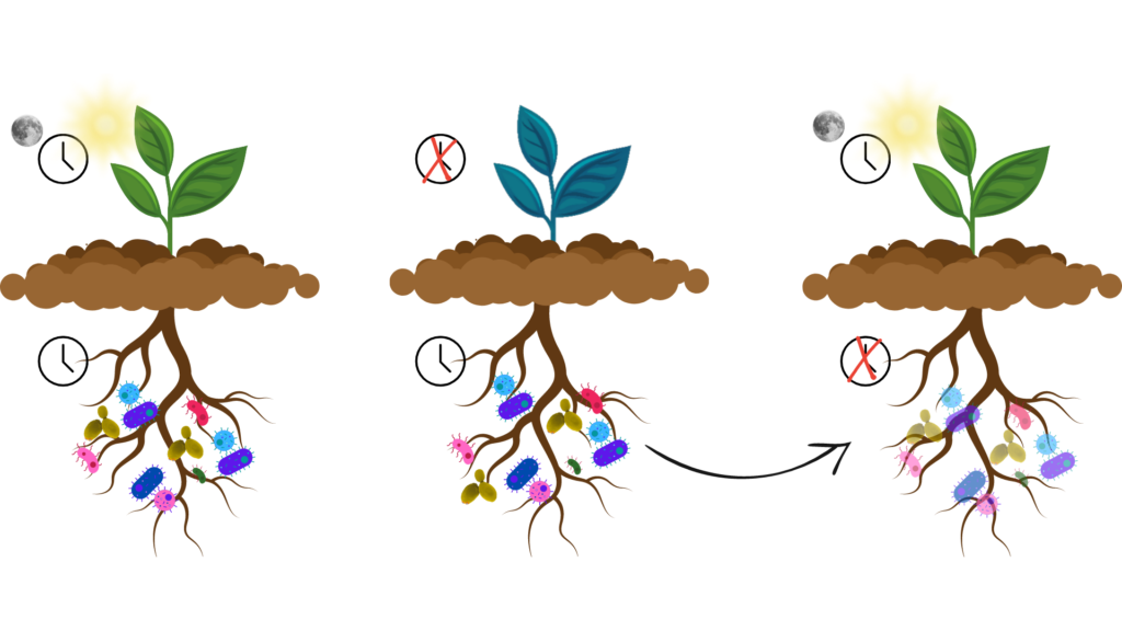 Es mostren tres plantes creixent en el terra, les seves arrels i els microbis que viuen a les arrels. D'esquerra a dreta, la primera planta exemplifica com funciona el sistema amb normalitat amb canvis de llum regulars. La segona mostra una planta d'un altre color amb el sistema circadiari alterat, i en canvi els microbis del terra el tenen intacte. La tercera mostra una planta sense el sistema circadiari alterat, però amb els microbis del terra procedents de la segona planta, fet que fa que ara tinguin el sistema circadiari alterat.