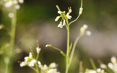 Com es coordinen les plantes amb els microbis del terra?