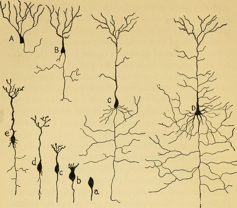 Cajal neurons