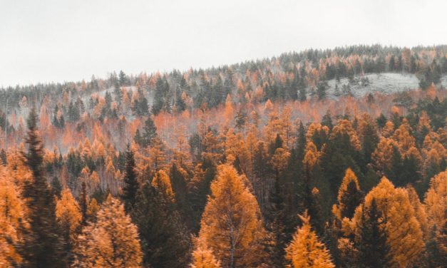 “Climfluencers”: Els boscos i el canvi climàtic