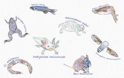 La catifa vermella del laboratori: els supermodels biològics