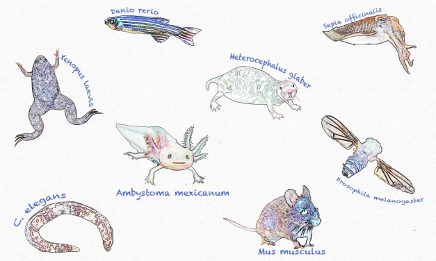 La catifa vermella del laboratori: els supermodels biològics