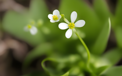 Estimant i estressant les plantes amb el Dr. Antoni Garcia Molina