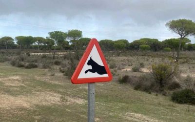 10 preguntes i respostes sobre el linx ibèric