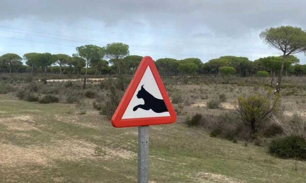 10 preguntes i respostes sobre el linx ibèric