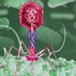 Bacteriòfags – Virus com a eines terapèutiques