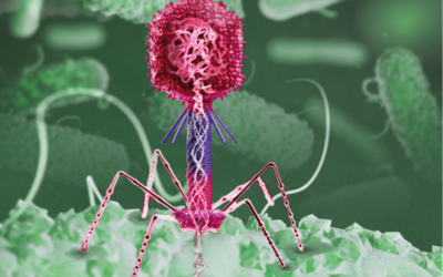 Bacteriòfags – Virus com a eines terapèutiques