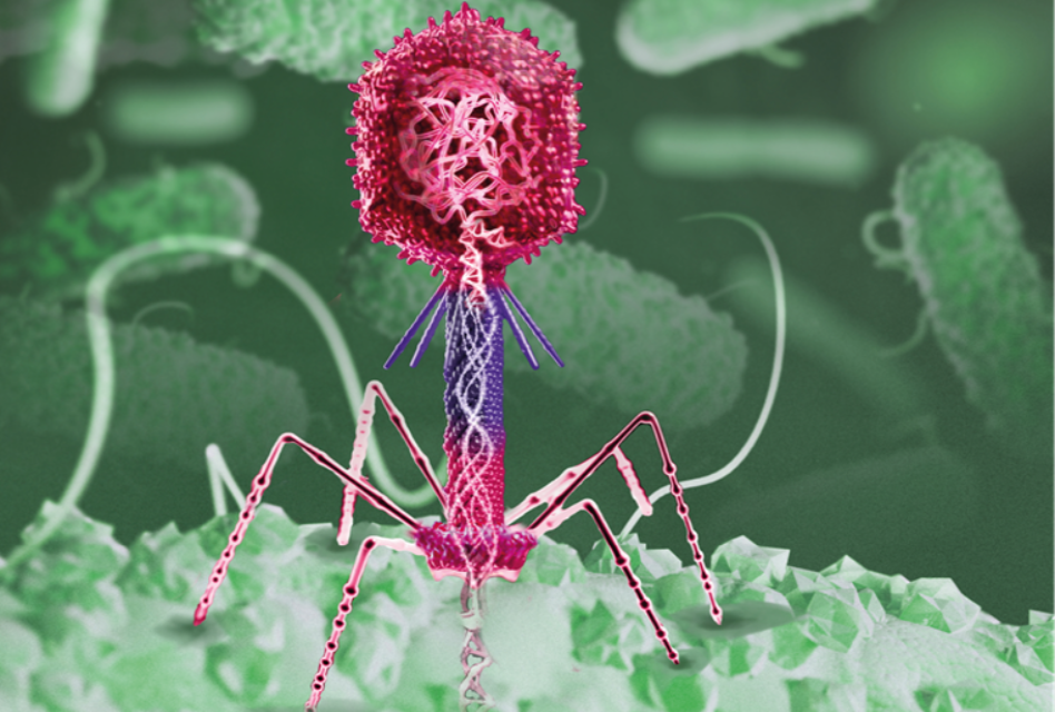 Bacteriòfags – Virus com a eines terapèutiques<span class="wtr-time-wrap block after-title"><span class="wtr-time-number">7</span> min de lectura</span>