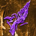 Com es comuniquen els bacteris? La percepció de quòrum