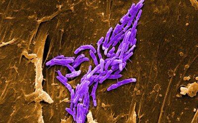 Com es comuniquen els bacteris? La percepció de quòrum