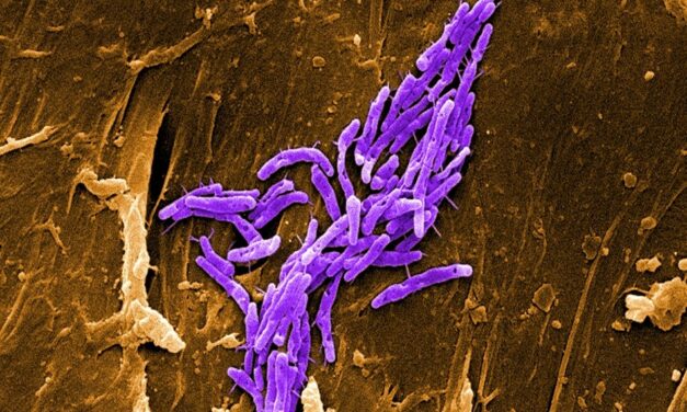 Com es comuniquen els bacteris? La percepció de quòrum